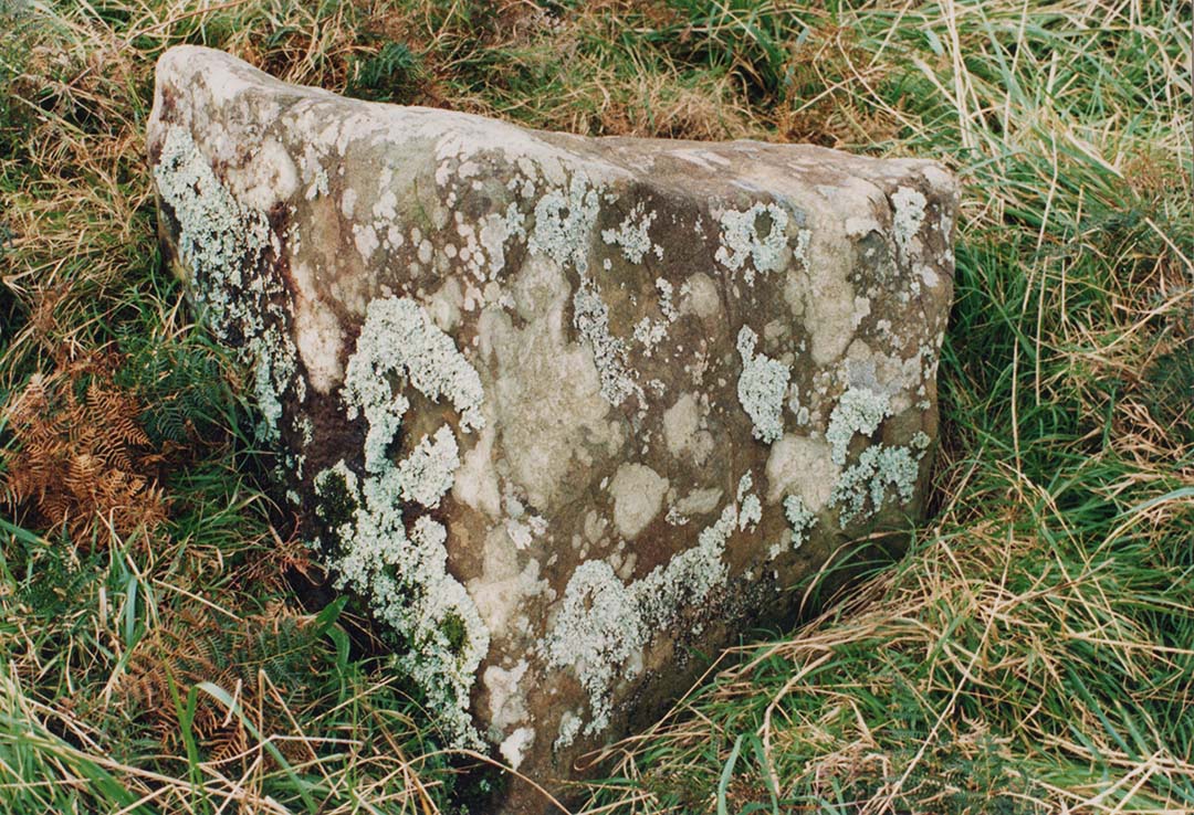 A picture containing grass, fungus  Description automatically generated